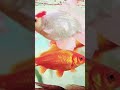 Wellcome To Happy 2024 Youtube Viral Tamilan Tamilan Media