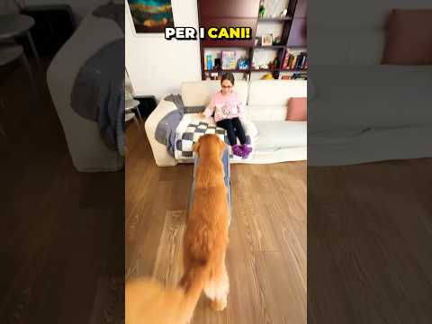 POUF PER CANI E PER UMANI: Geniale per Salire sul Divano