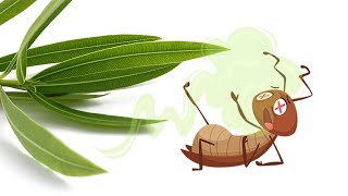 [問卦] 好奇五先生到底為何那麼多蟑螂？