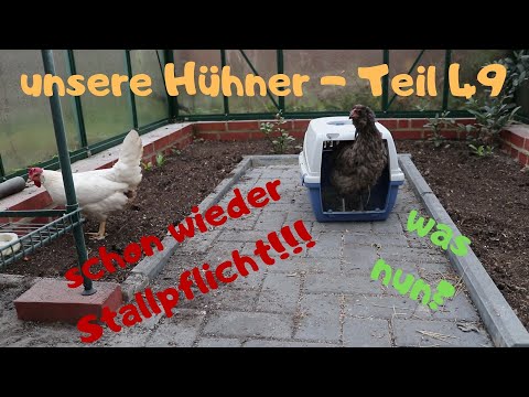 unsere Hühner Teil 49: wieder Stallpflicht!! Hühnergruppe ins Gewächshaus? Was mit Auslauf machen?