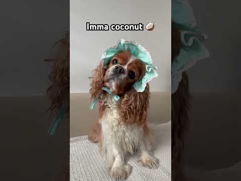 I’m a coconut 🥥🐶 #dogs #dogshorts #cute #puppy #doglove #pets