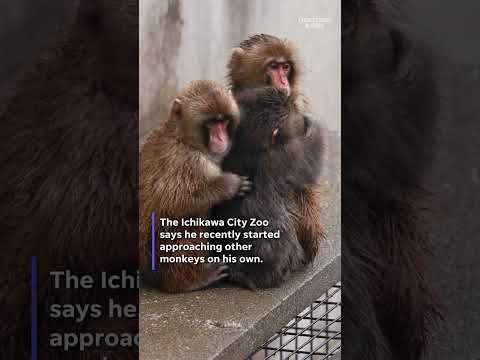 Punch the monkey slowly integrates at Ichikawa City Zoo, staff says