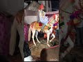 Ghori Nache Re Nagori Nache Song Status Horse Dance Status Marriage Dance Status Horse Dance Status