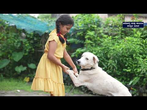 National Rabies control programme (NRCP). Explained in kannada @ Dr sudharshan M K . HIGH MORTALITY.