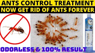 Odorless ants treatment | ants control treatment | odorless ants killer spray | ants control at home