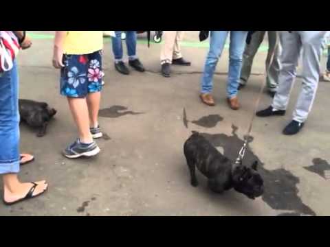 Французские бульдоги  на выставку приехали на Флакон