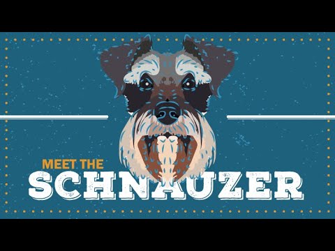 Schnauzer Standard | CKC Breed Facts & Profile