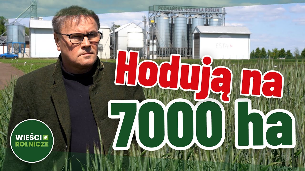 7000 ha. Nowoczesna hodowla w Wielkopolsce. Gospodarstwo w kilku punktach @poznanskahodowlaroslin​