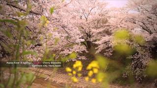 preview picture of video '奈良観光　春の飛鳥川（桜）/Sakura Cherry Blossoms'