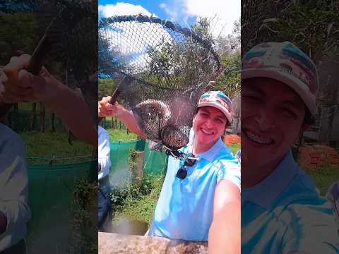 Cómo se crían las truchas