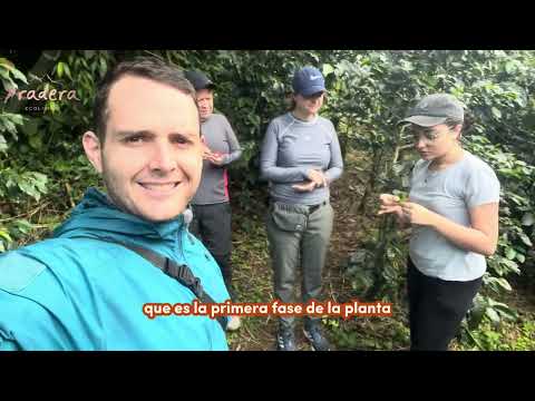 El Viaje del Café: El Tour Más Completo en Pradera Ecoliving (Betania, Antioquia)