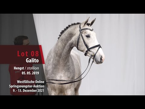 Online Springyoungster-Auktion Lot 8 Galito Hengst v. Great Star - Cassini I