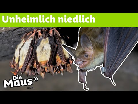 Wie leben Fledermäuse? | DieMaus | WDR