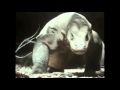 Really Wild Animals Rock Your World