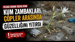  Cezası Dudak Uçuklatan Kum Zambakları, Çöpler Arasında Güzelliğini Yitirdi