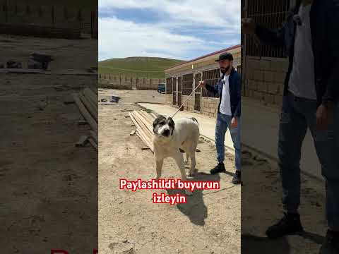 Volkodavlar (kennel azerbaijan)