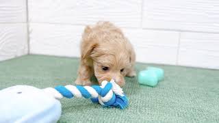 ハーフ犬の動画01