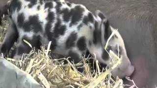 preview picture of video 'Wollschwein-Nachwuchs im Tierpark Sababurg'
