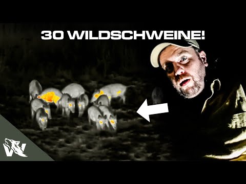 SCHWARZWILD JAGEN: Plötzlich 30 SAUEN im MAISFELD! | JAGD