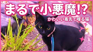 【しゃべる猫】可愛い毒舌がたまらん😍ビビる背中も愛おしい！人気動画イッキ見➕新作も！