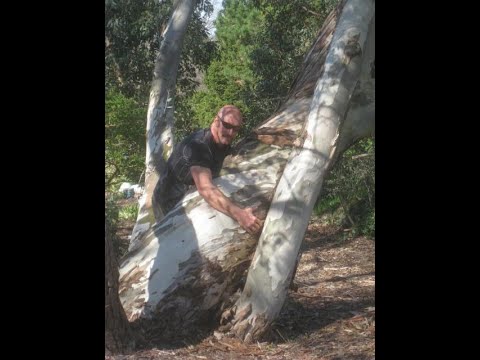 Most cold tolerant Eucalyptus tree Jounama Snow Gum