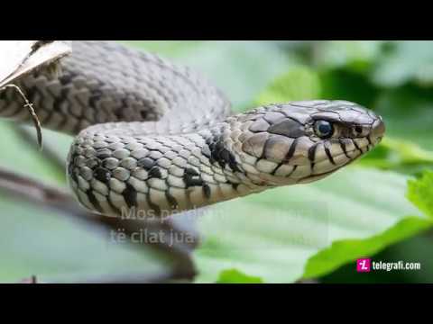 Si të veproni nëse ju kafshon gjarpëri?