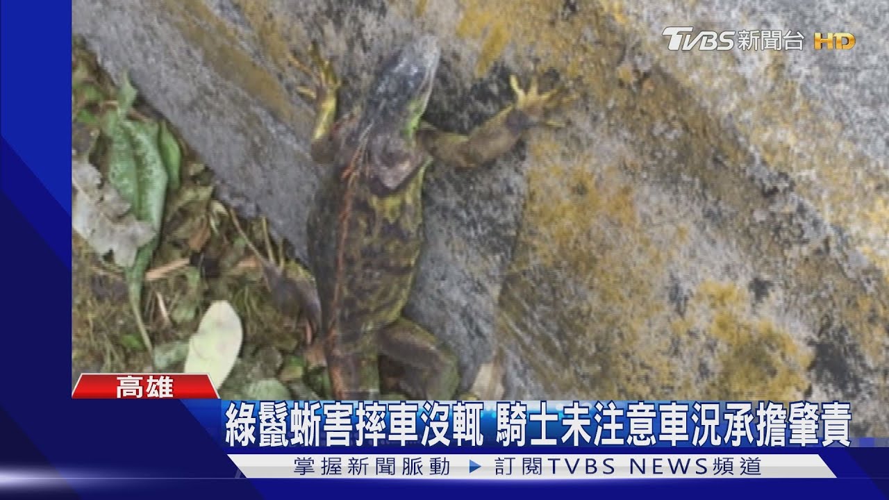 鳳山街頭2機車追撞摔車　肇事元凶「一隻綠鬣蜥」