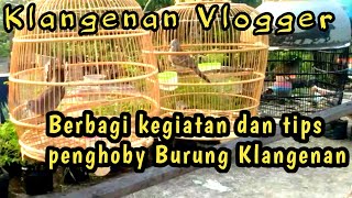 Download lagu Klangenan Vlogger suara perkutut lokal | Perkutut Jawa mp3