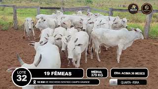 Vídeo LOTE 32