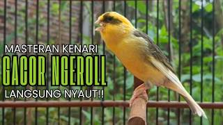 Download lagu Cukup 5 Menit! Suara Pancingan Kenari Ngerol Panjang Ampuh Atasi Kenari Diam Cepat Gacor & Emosi!! mp3 Download lagu Cukup 5 Menit! Suara Pancingan Kenari Ngerol Panjang Ampuh Atasi Kenari Diam Cepat Gacor & Emosi!! mp3