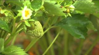 preview picture of video 'Dauerregen macht Obstbauern Sorge: Erdbeerernte beginnt nur schleppend'