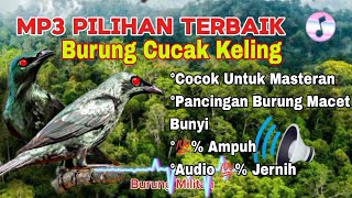 Download lagu MP3 PILIHAN TERBAIK BURUNG CUCAK KELING ‼️💯% BURUNG LAIN PASTI NYAUT. mp3
