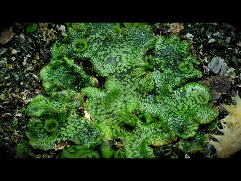 liver worth leaf extract, 1 kg