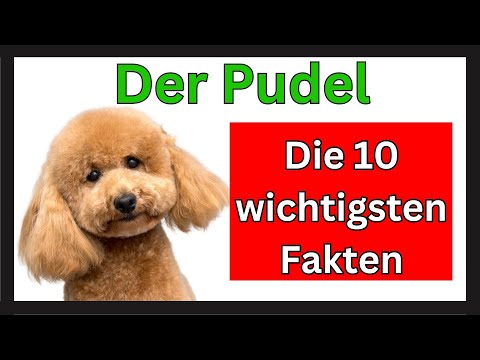 Der Pudel 🐶 Die 10 wichtigsten Fakten dieser Hunderasse