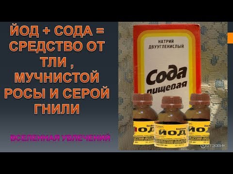 ЙОД+  СОДА= СУПЕР СРЕДСТВО ОТ ТЛИ ..мучнистой росы и серой гнили