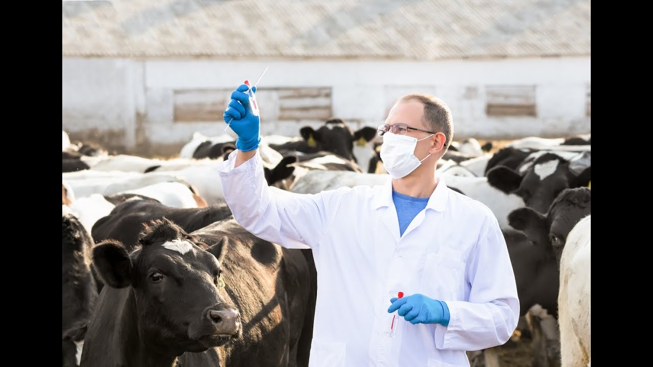 В США в коровьем мясе обнаружили следы птичьего гриппа