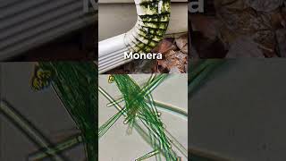 5 Kingdom of Classification| #plant #animal #fungi#protista#bacteria