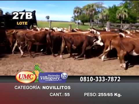 Lote 55 Novillitos en San Roque, Corrientes