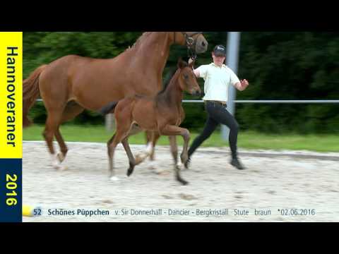 52   Schönes Püppchen   v  Sir Donnerhall   Dancier   Bergkristall   Stute   braun   02 06 2016