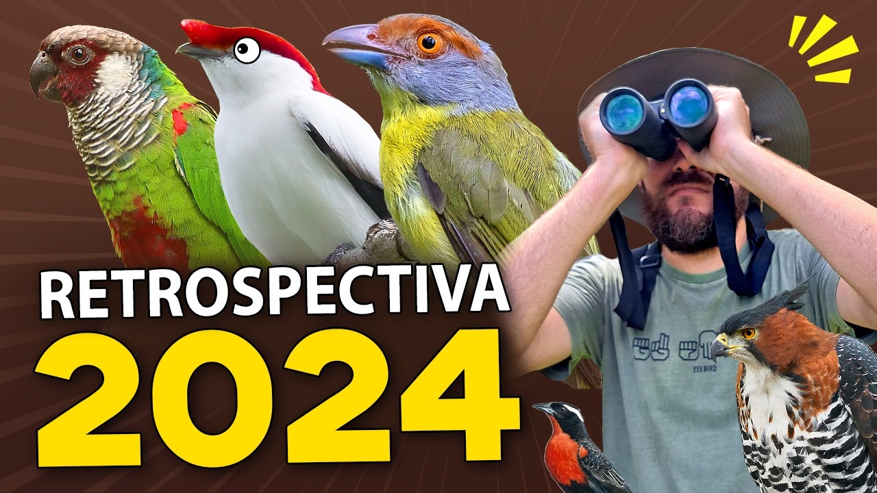MELHORES MOMENTOS do Planeta Aves - RETROSPECTIVA 2024