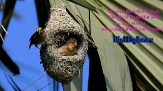 Download lagu Amazing Work Of Weaver Bird Build Nest 🥰 Bird Build Beautiful Home Part85 mp3