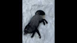 きつね村のくろもふ　#狐　#きつね村　#黒　#雪　#宮城県