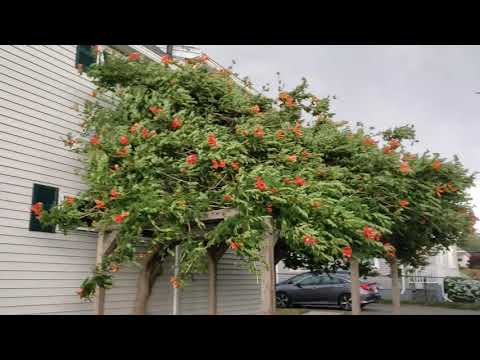 First summer storm. Quincy, MA/Pierwsza burza tego lata.Quincy, MA.