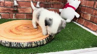 ハーフ犬の動画01