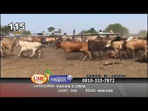 Lote 300 Vacas nuevas C/ cria en Chaco, Pto. Eva Perón