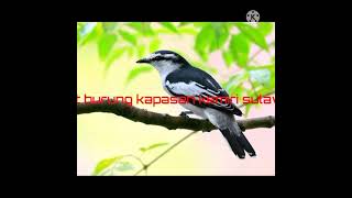 Download lagu suara pikat burung kapasan kemiri Sulawesi barat mp3