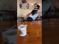 Cat Mode At The Cafe Imthe Annag