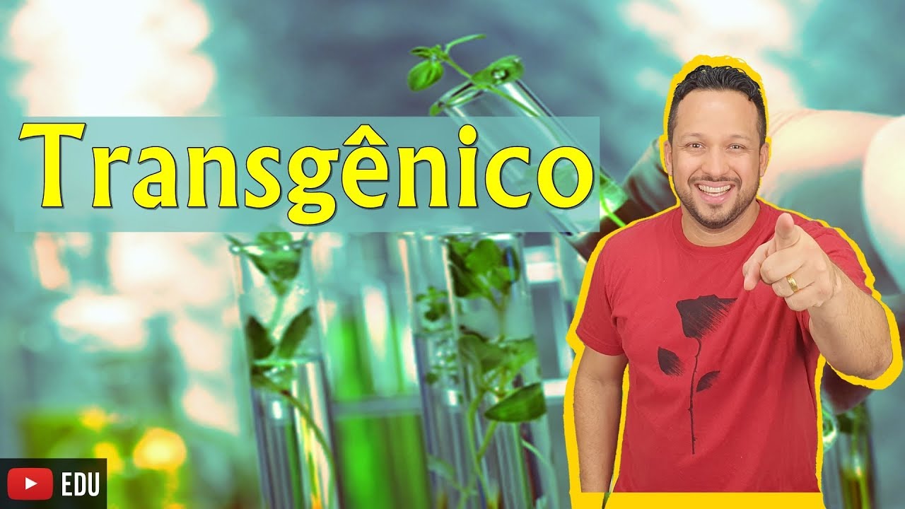 Transgênico - Transgenia - Transgênese - Biotecnologia - Engenharia Genética