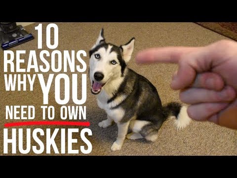 10 Reasons To Choose A Siberian Husky As Your Pet!