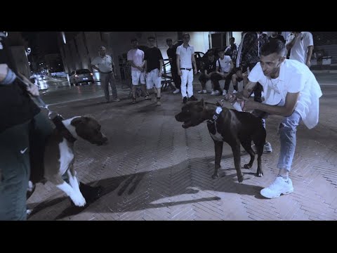 AURÈ - MA.SSA.FRA ft. Bibi4l & D3mito (Official Video)